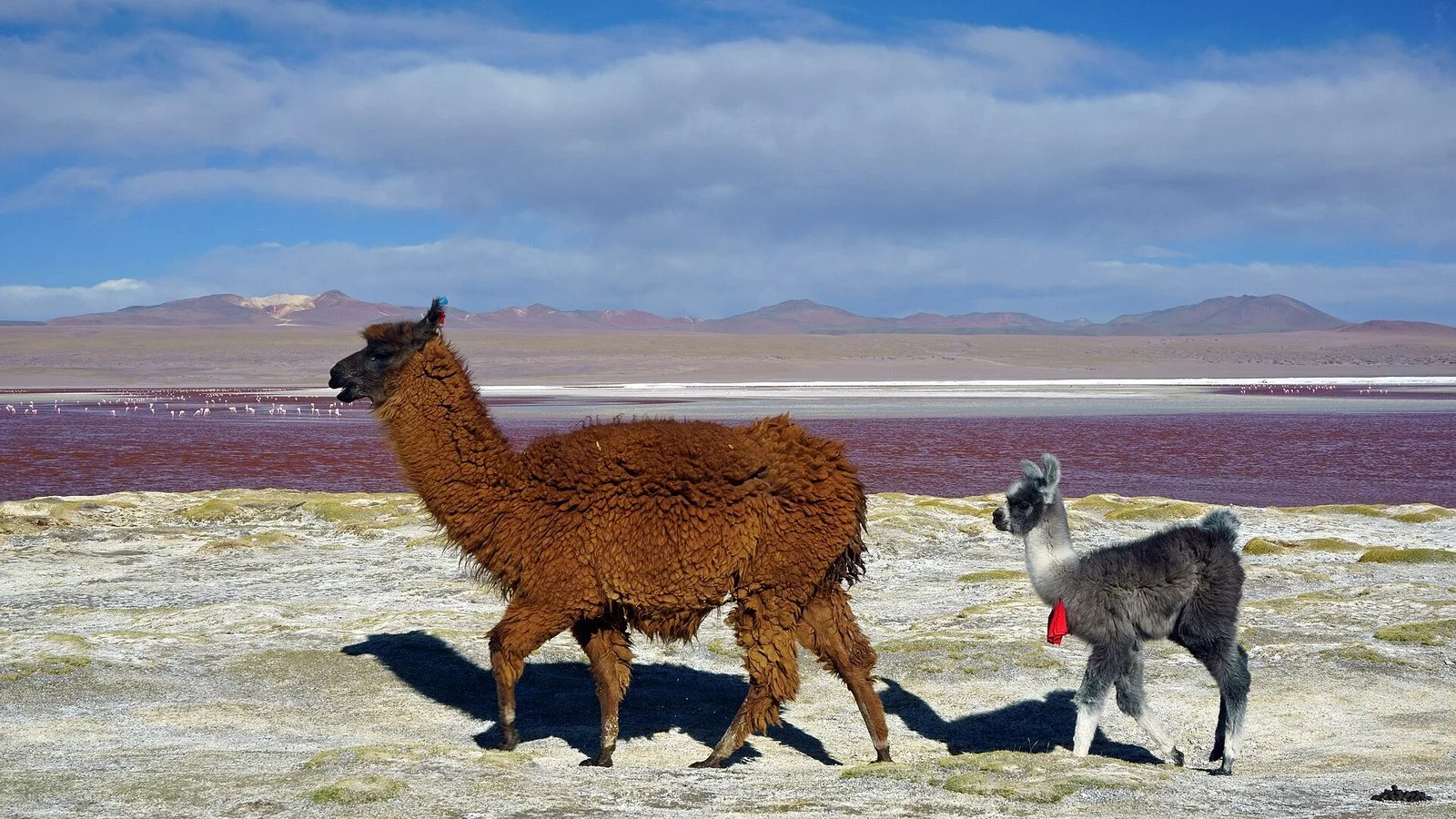 A llama at Laguna Colorada, Bolivia — the namesake of llama.cpp
